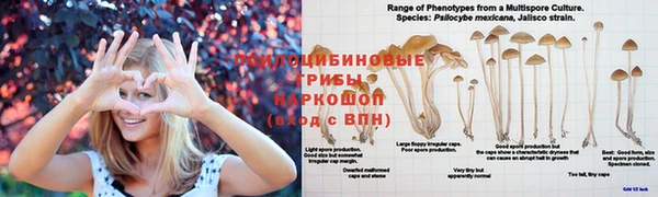 ПСИЛОЦИБИНОВЫЕ ГРИБЫ Елизово