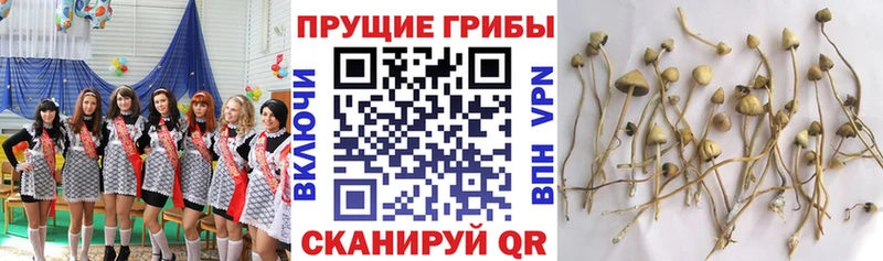 Купить где  Новоаннинский  Галлюциногенные грибы Cubensis 